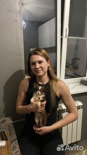 Передержка собак маленьких и средних пород