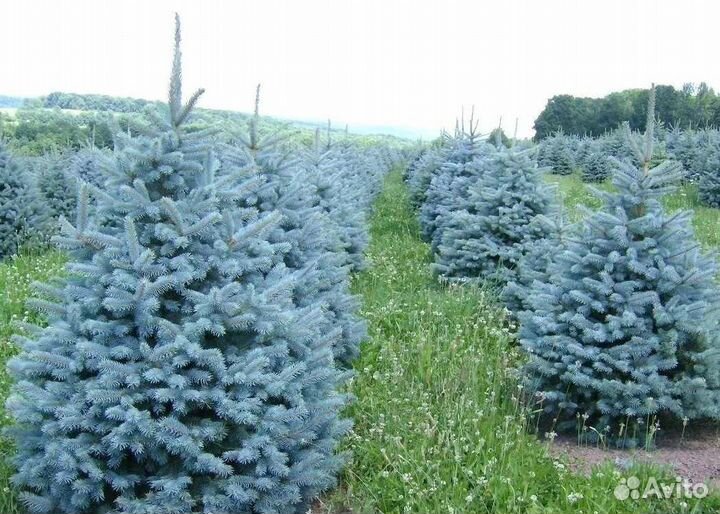 Крупномер голубой ели