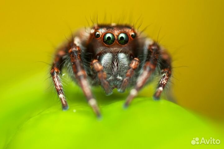 Приставка пзф, макромех для макросъемки