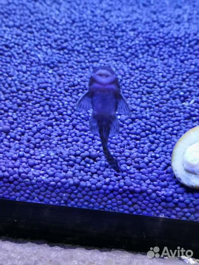 Рыбки и аквариумы