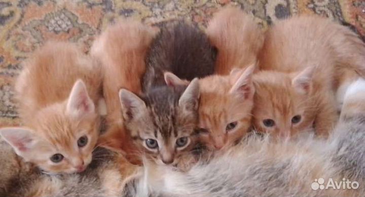 Кошки в добрые руки бесплатно