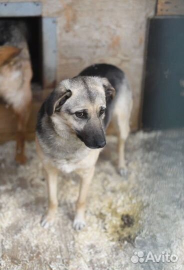 Скромная молодая Октавия ждет хозяйку