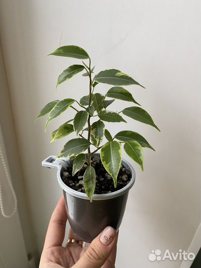 Фикус кинки