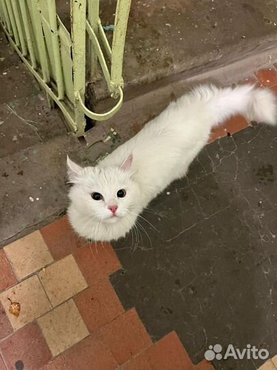 Роскошная киса