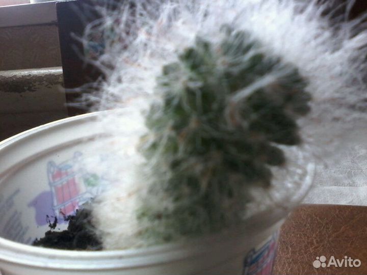 Пушистый кактус