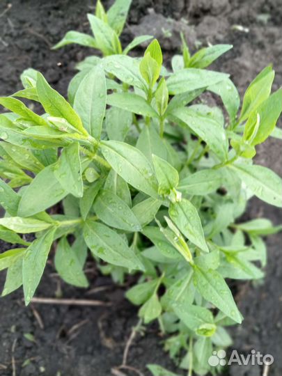 Флоксы многолетние