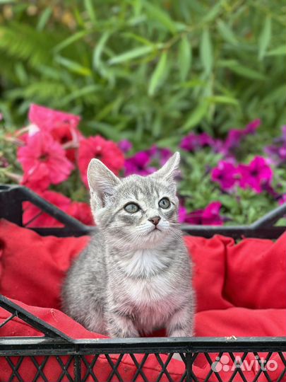 Кошка в дар