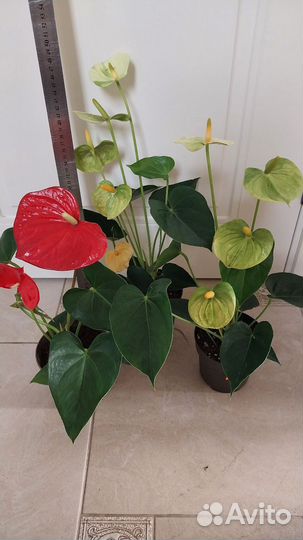 Комнатные цветы,антуриумы цветущие