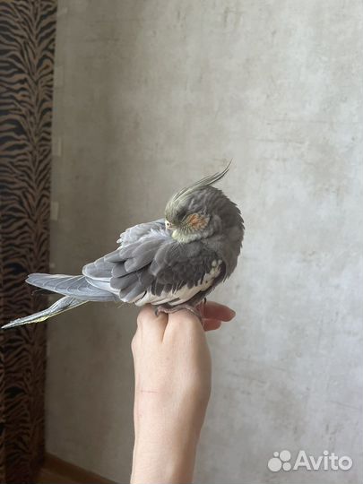 Попугай корелла с клеткой