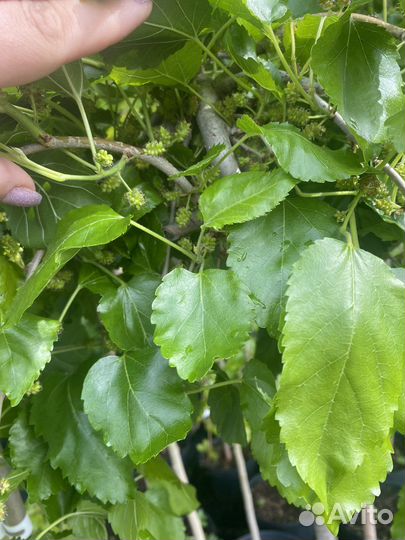 Шелковица плакучая