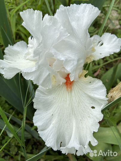 Сортовые Бородатые Ирисы