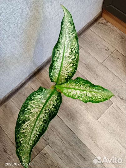 Диффенбахии Удом Саб, Сублим