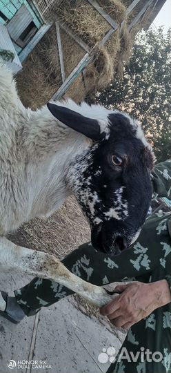 Баранчики на племя