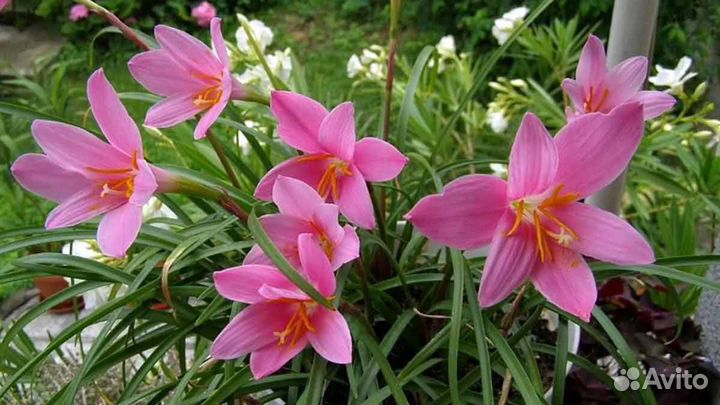 Зефирантес розовый