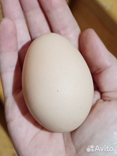 Яйцо инкубационное