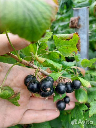 Черная смородина свежая