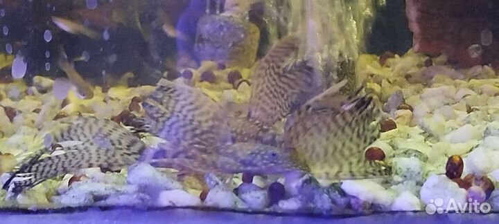 Креветки вишнёвые, Гуппи,Анциструсы стрекозы