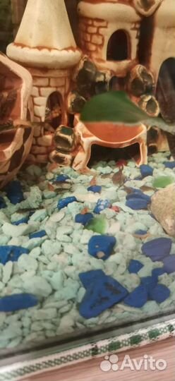 Вуалевые мальки анциструсы