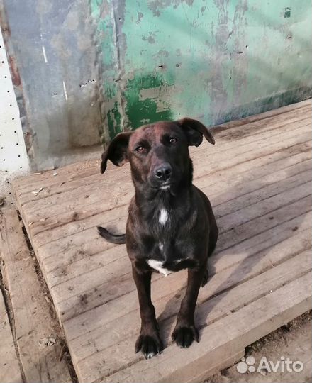 Маленькая собачка в добрые пуки бесплатно