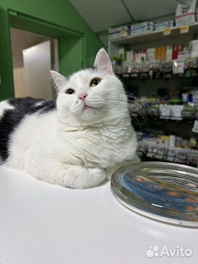 Мушка ищет дом