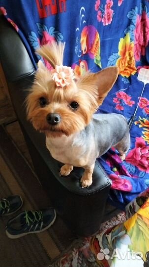 Йоркширский терьер щенки