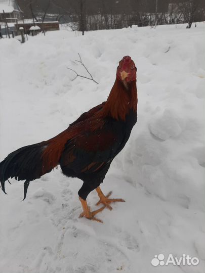 Бойцовые петухи