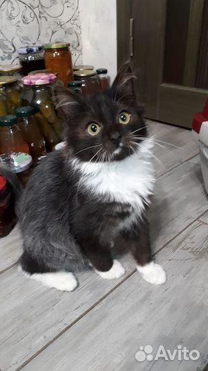 Котенок в добрые руки