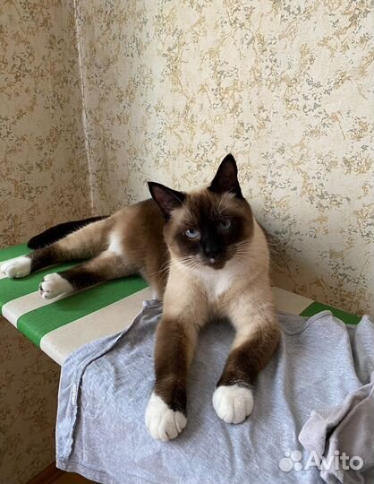 Котик в добрые руки