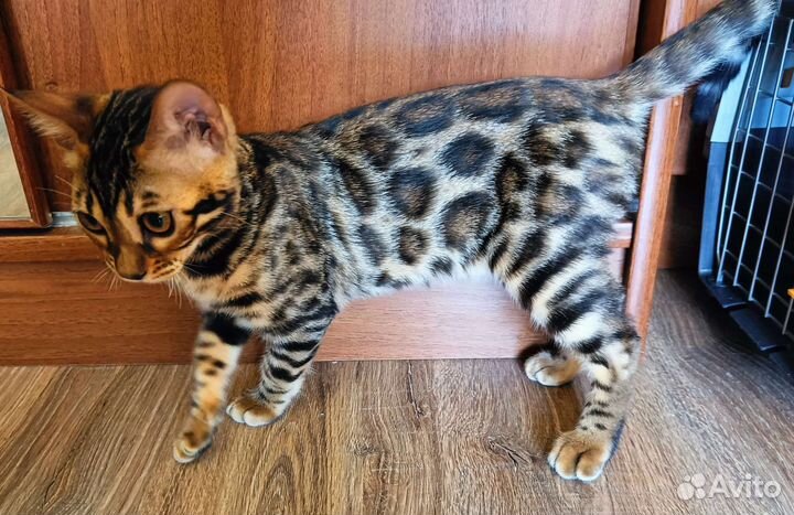 Бенгальская