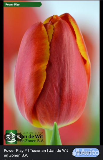 Тюльпаны оптом