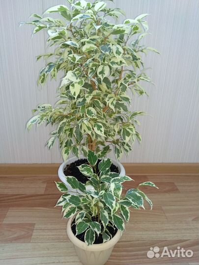 Фикус Бенджамина(сорт Старлайт)