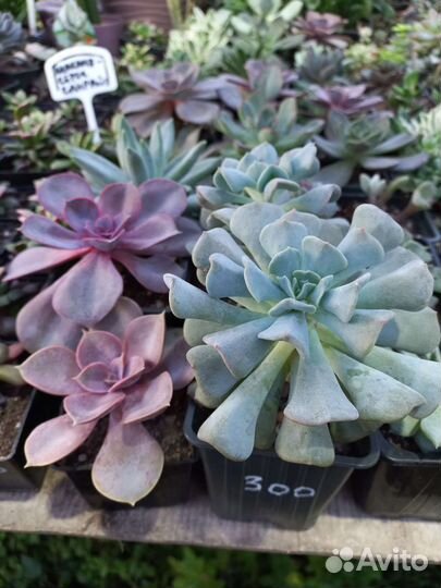 Суккуленты, большой выбор из питомника растений
