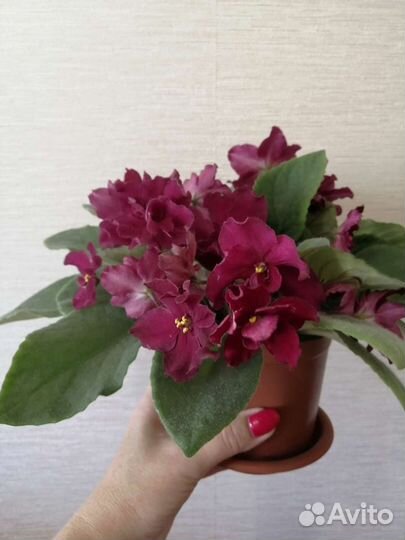 Фиалки темно бордового цвета, голубые и розовые