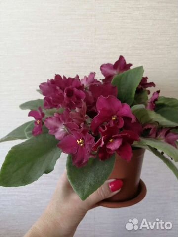 Фиалки темно бордового цвета, голубые и розовые