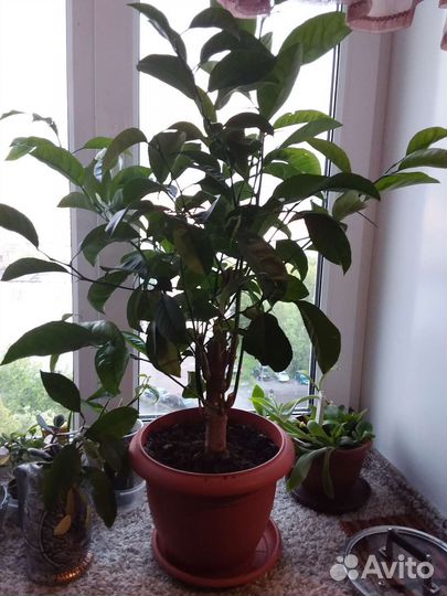 Лимонное дерево. Высота с горшком 1м