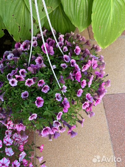 Петунья,сурфиния ампельная