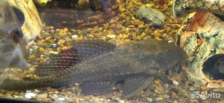 Парчевый сом