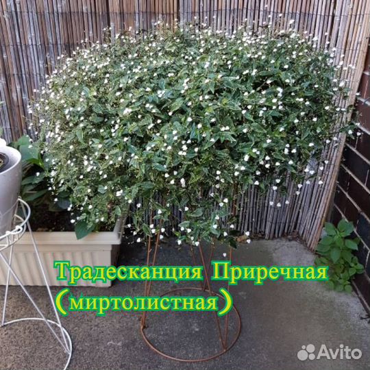 Традесканция