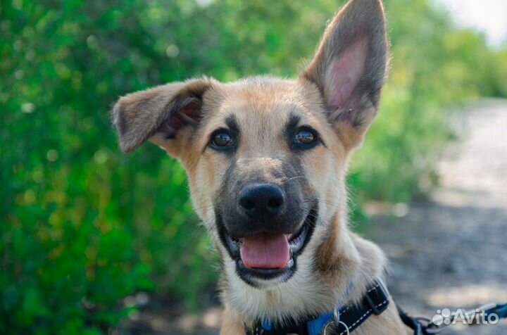 Собака Имбирь