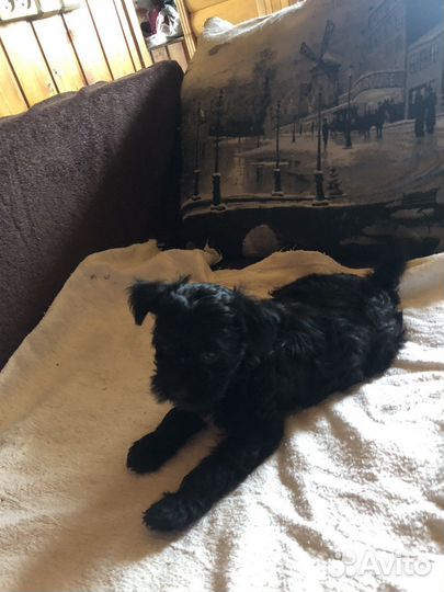 Щенки йорк с папийон