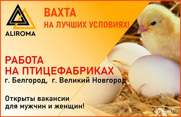 Рабочий на птицефабрику. Без опыта.Вахта