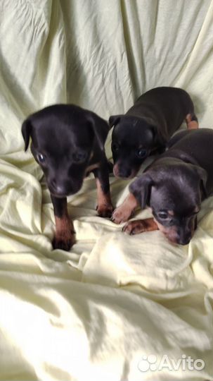 Той-терьер щенки