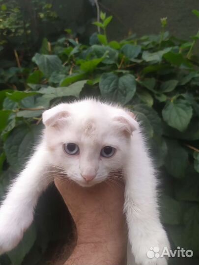 Домашние животные кошки