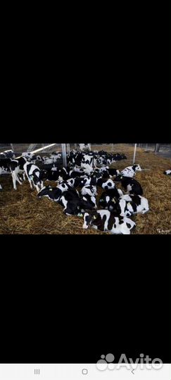 Быки и Тёлки