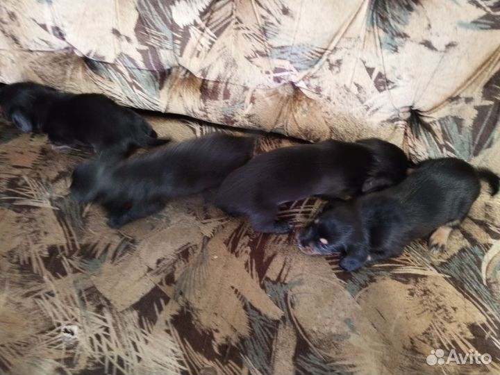 Щенки таксы