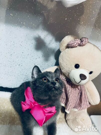 Кошечка в добрые руки