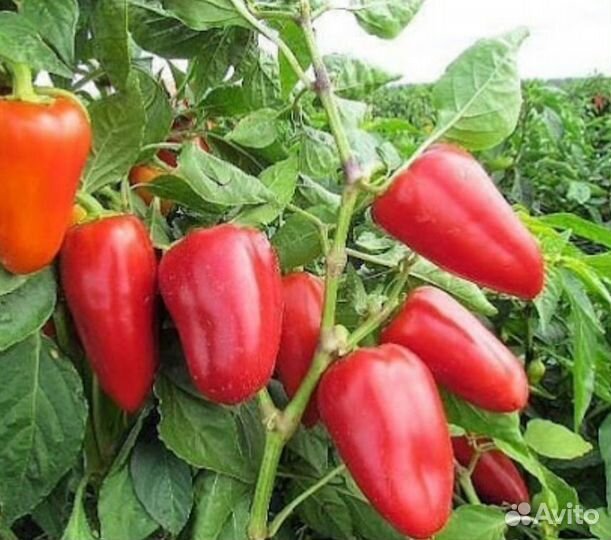Перец сладкий болгарский