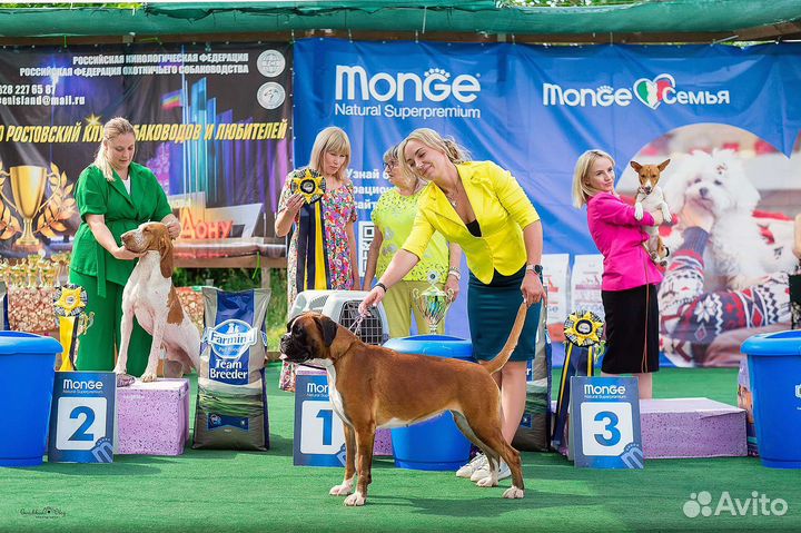 Немецкий Боксёр