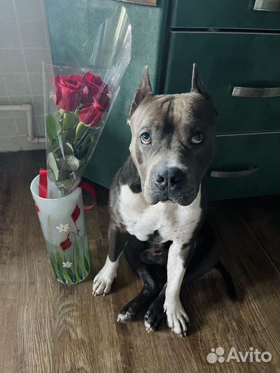 Стаффордширский терьер