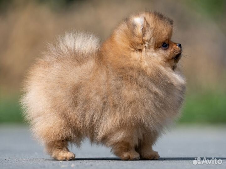 Шпиц померанский мини мальчик
